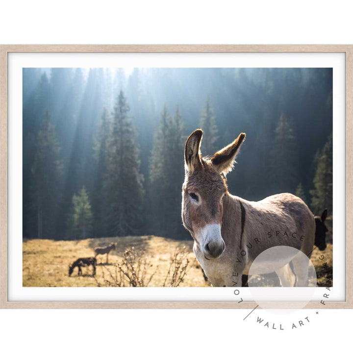 Donkey I - Italy