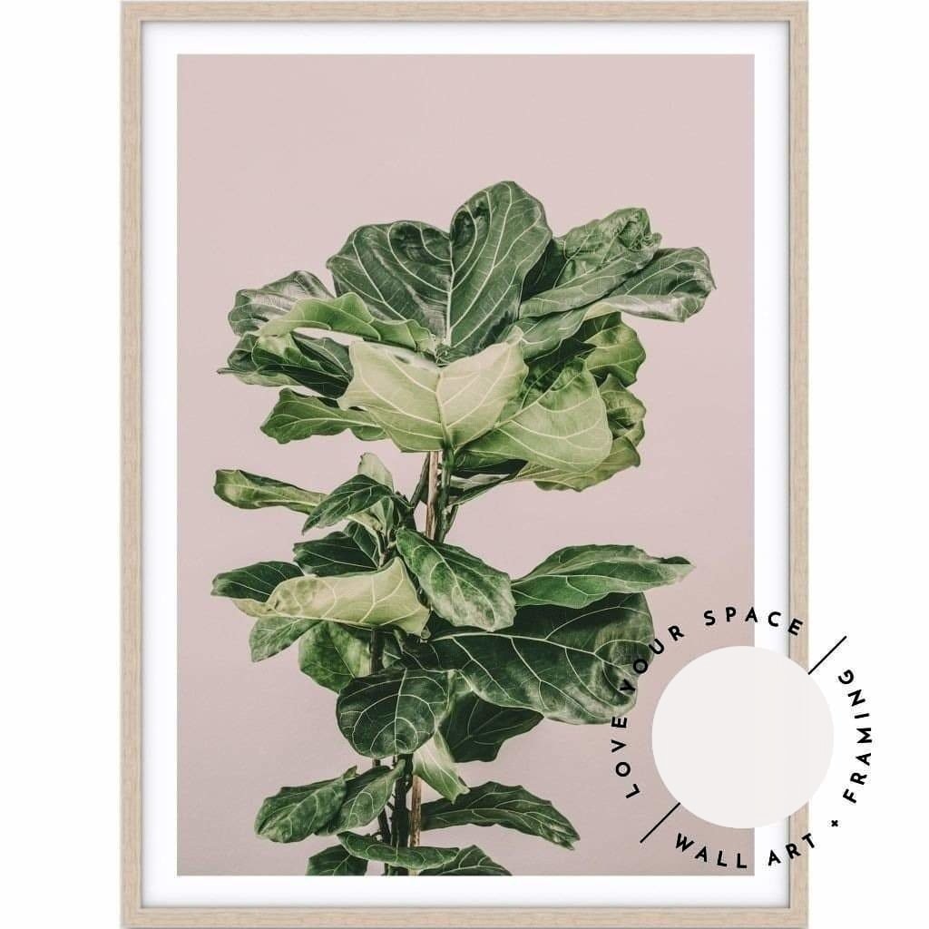 Fiddle Leaf On Pink no.3 - Love Your Space