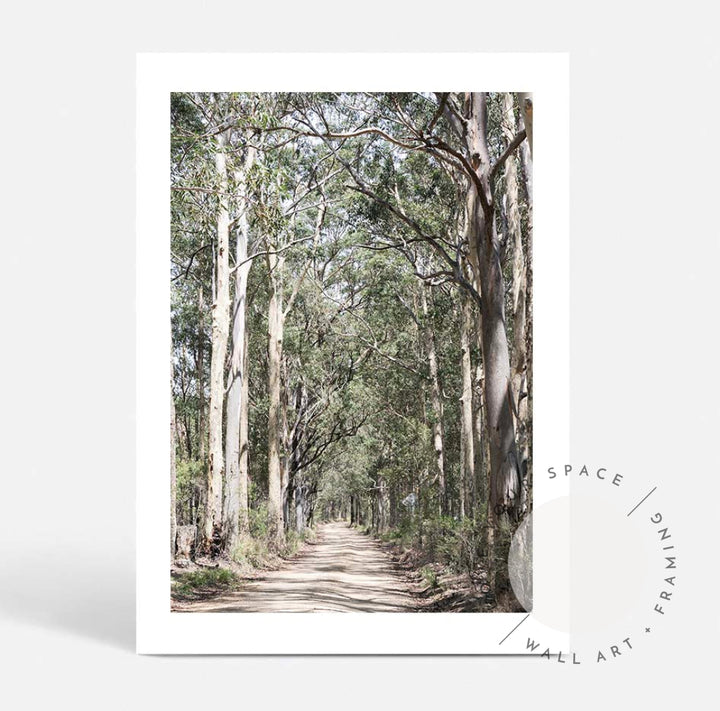 Gumtrees - The Hunter Valley