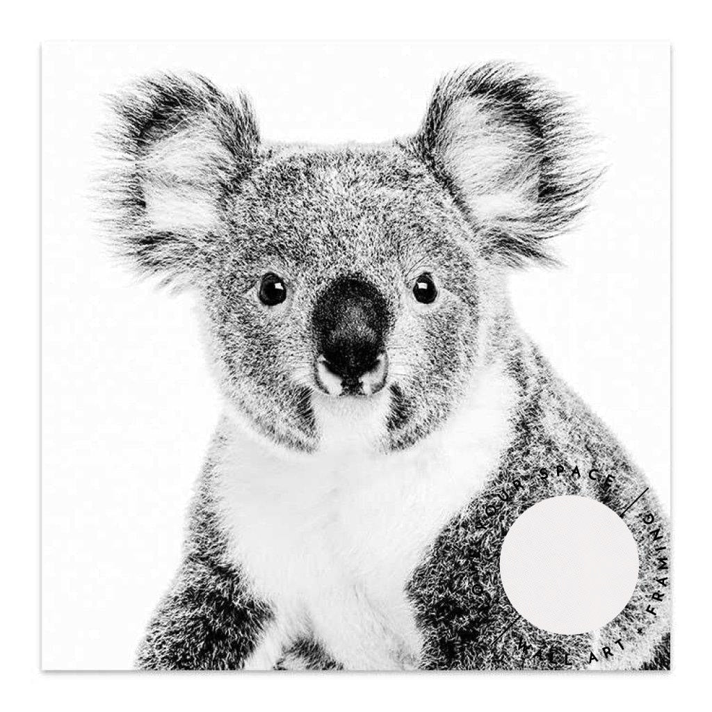 Koala - SQUARE - Love Your Space