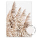 Pampas Grass no.3 - Love Your Space