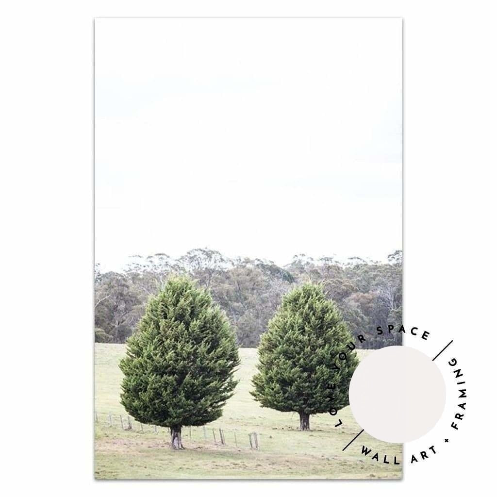 Pine Trees - Country Victoria - Love Your Space