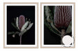 Set of 2 - Dark Banksia I + II - Love Your Space