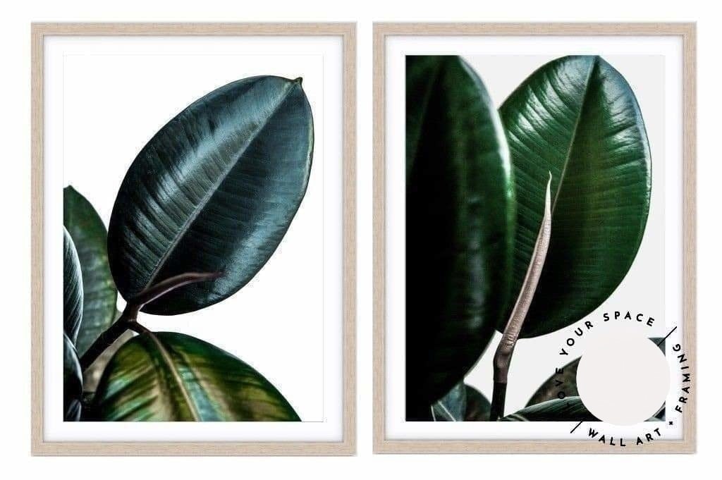 Set of 2 - Rubber Ficus I + II - Love Your Space