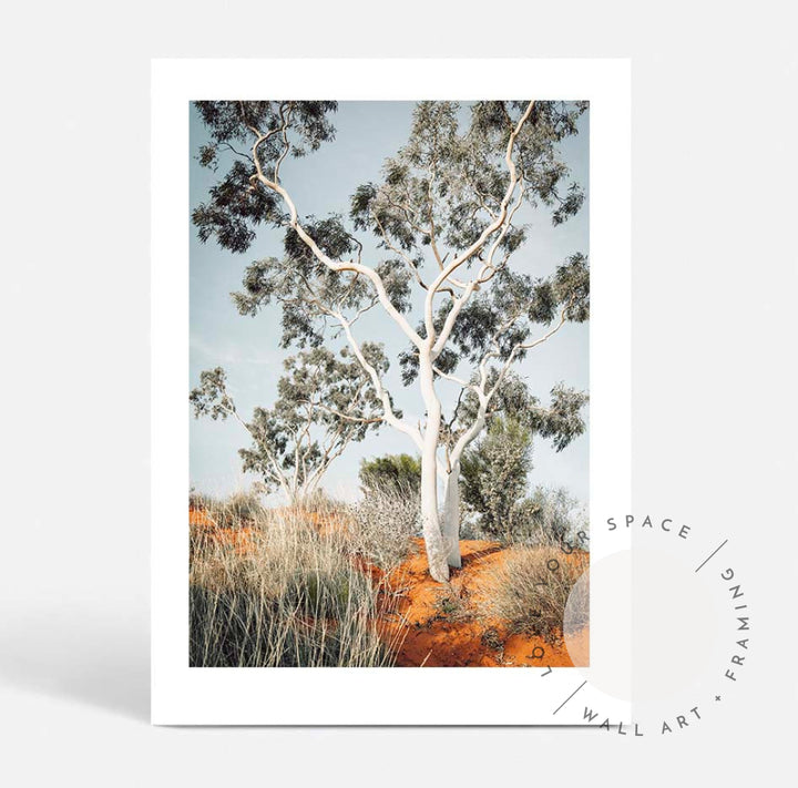 The Pilbara Gumtree- Western Australia