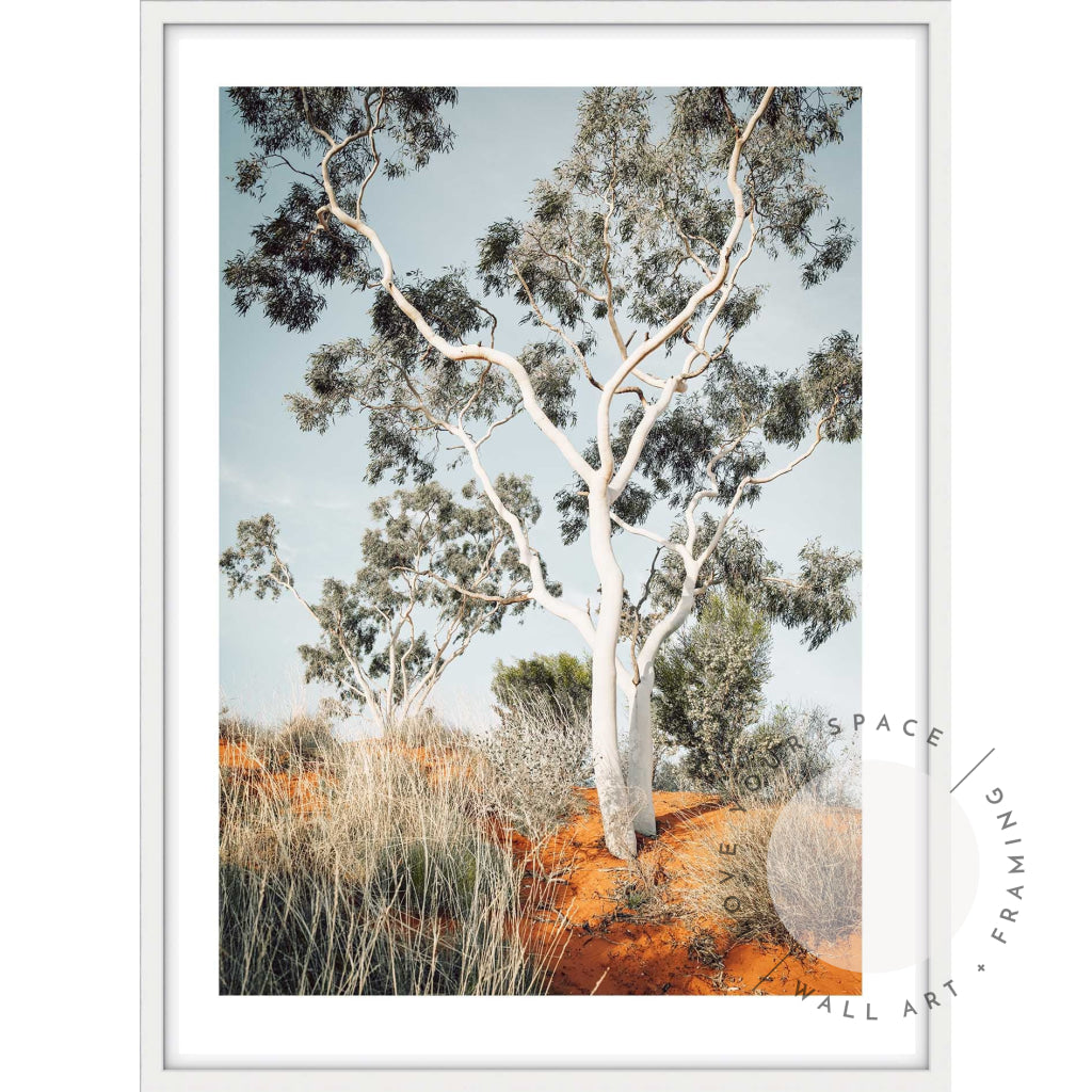 The Pilbara Gumtree- Western Australia