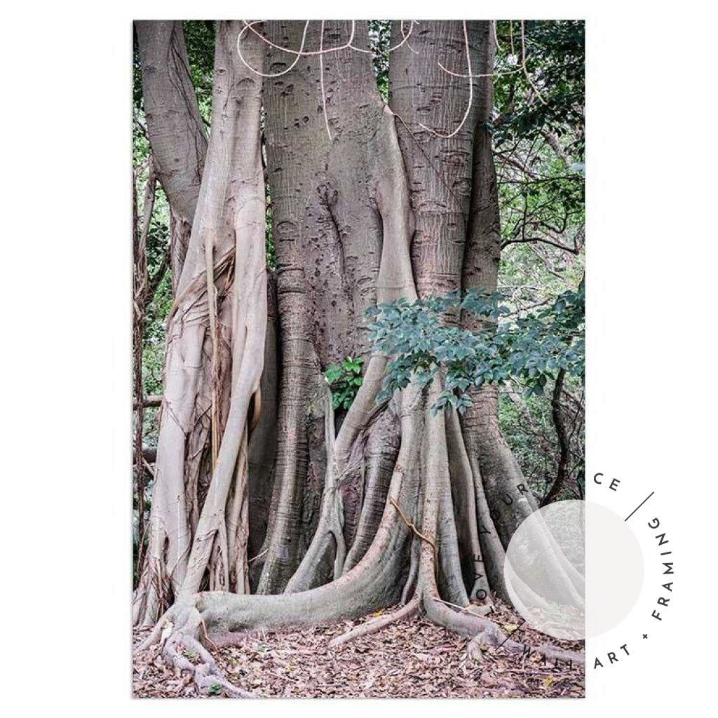 Banyan Tree - Bronte Beach - Love Your Space