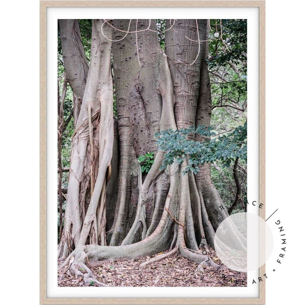 Banyan Tree - Bronte Beach - Love Your Space