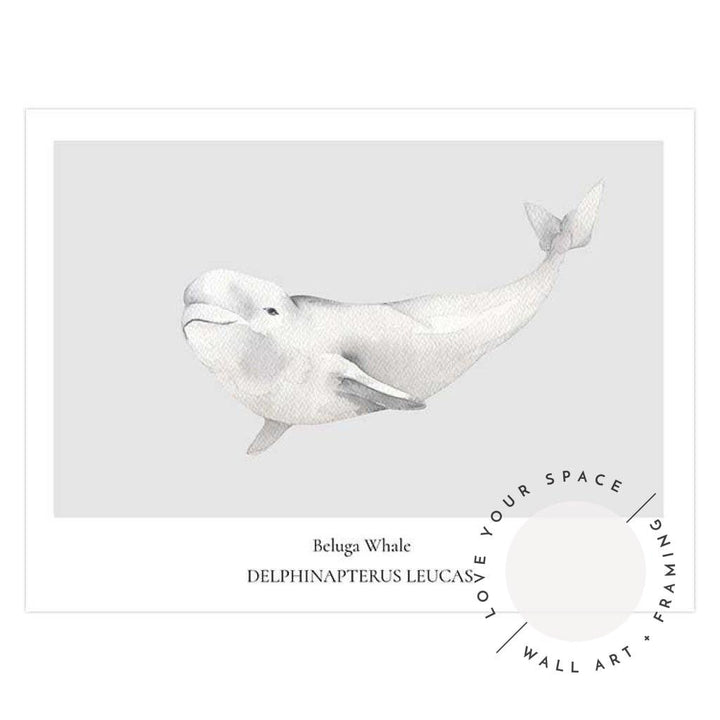 Beluga Whale - Love Your Space