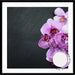 Bold Orchids - SQUARE - Love Your Space