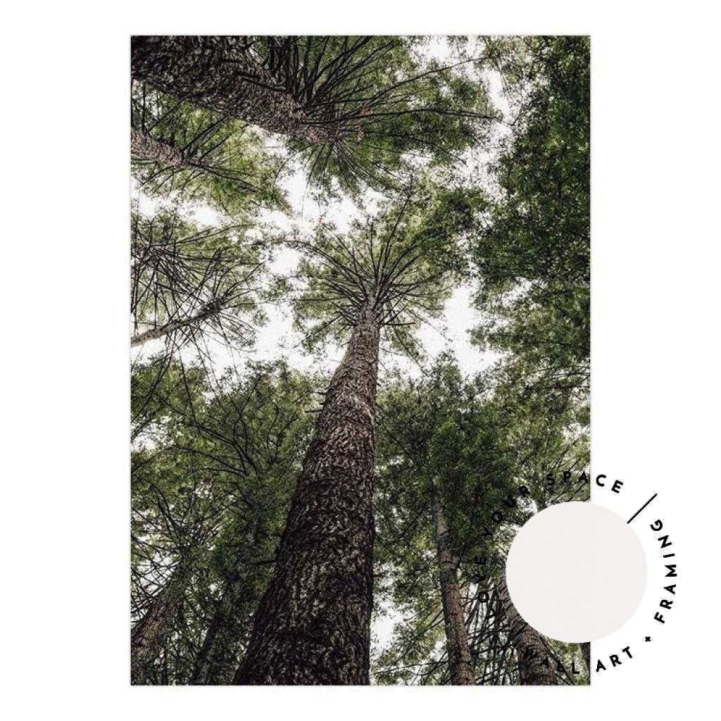 Californian Redwoods no.1 - The Otways - Love Your Space