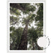 Californian Redwoods no.1 - The Otways - Love Your Space