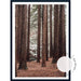 Californian Redwoods no.2 - The Otways - Love Your Space