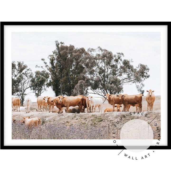 Country Cattle II - Love Your Space