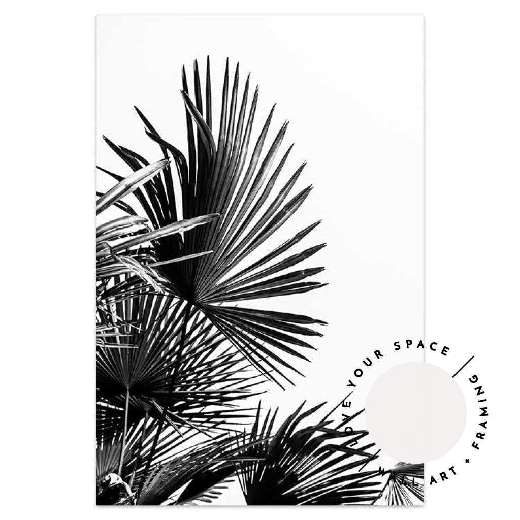 Fan Palm - Love Your Space