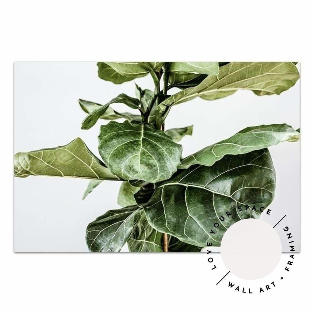 Fiddle Leaf no.3 - Love Your Space