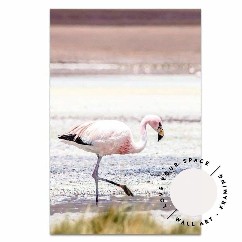 Flamingo - Bolivia - Love Your Space