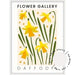 Flower Gallery - Daffodil - Love Your Space