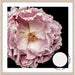 Full Bloom Peony II - SQUARE - Love Your Space