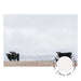 Great Ocean Road Cows - Love Your Space