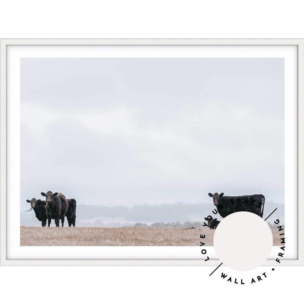 Great Ocean Road Cows - Love Your Space