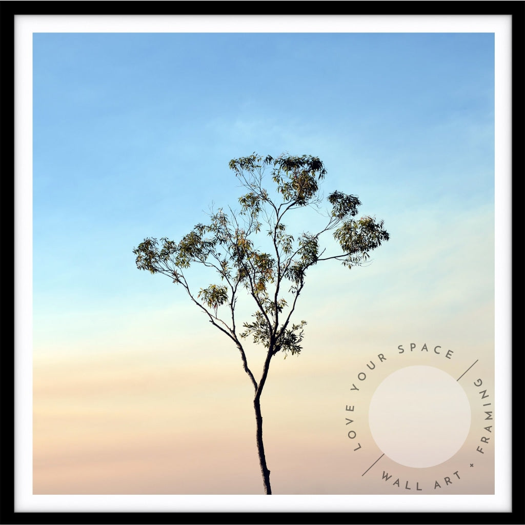 Gumtree on a Sunset Sky - SQUARE