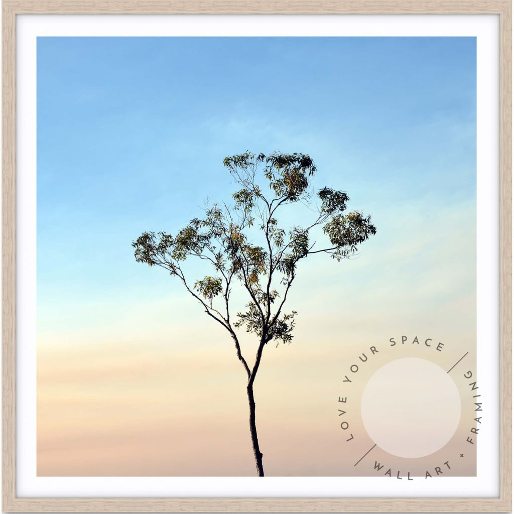 Gumtree on a Sunset Sky - SQUARE