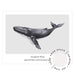 Humpback Whale - Love Your Space