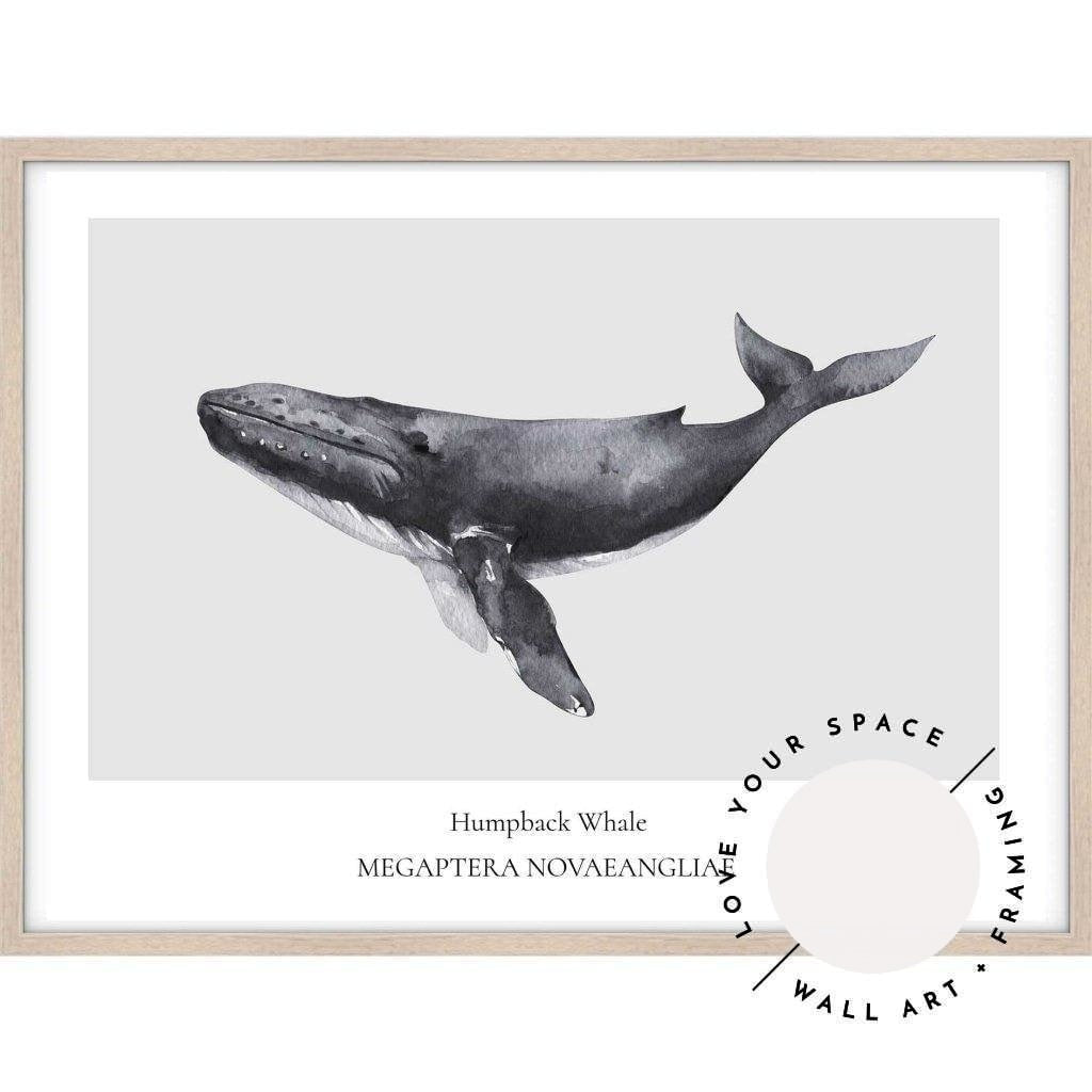 Humpback Whale - Love Your Space | Poster