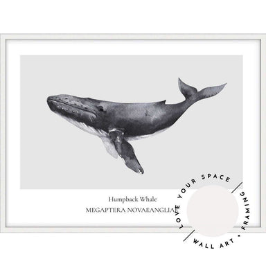Humpback Whale - Love Your Space