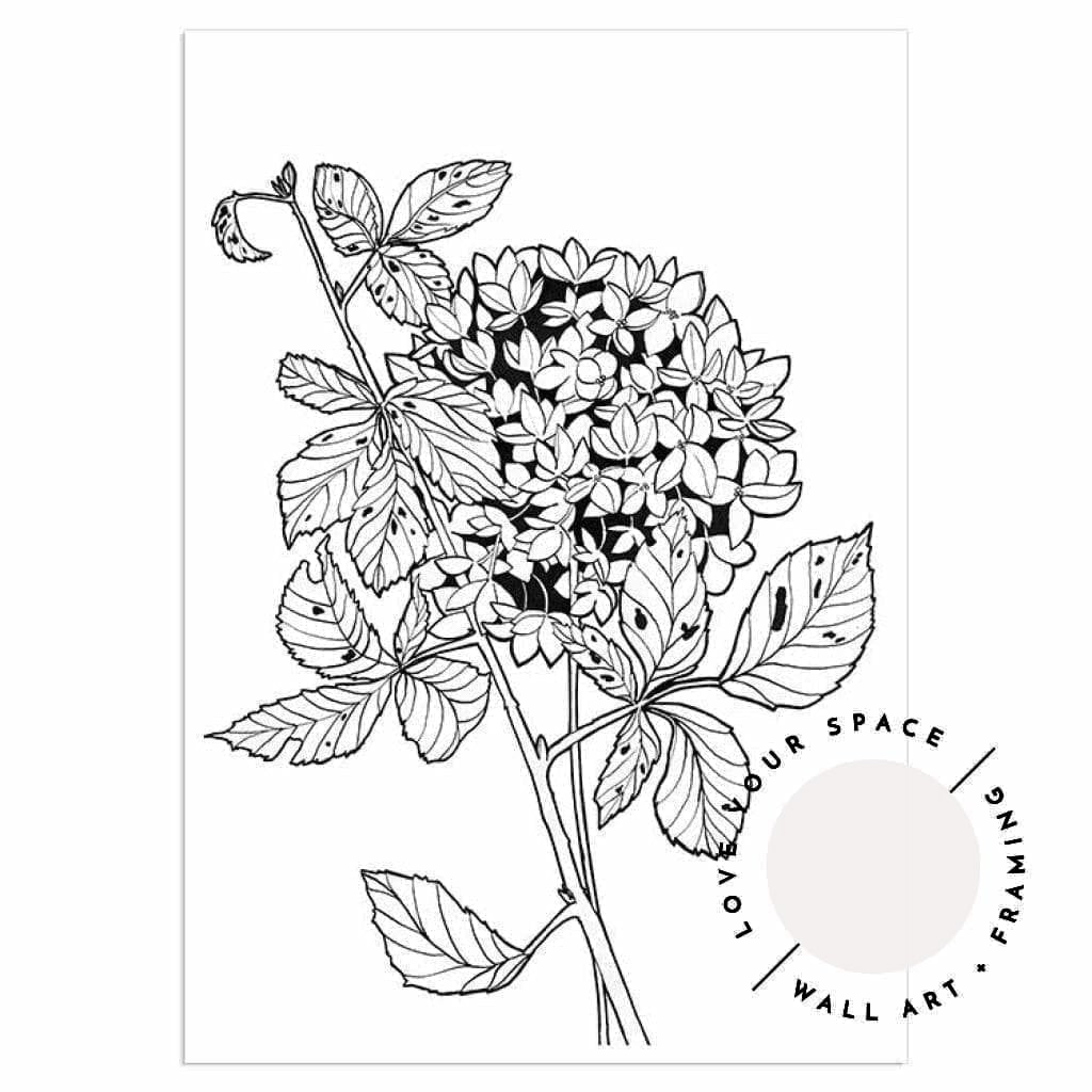 Hydrangea Sketch - Love Your Space