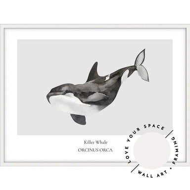 Killer Whale - Love Your Space