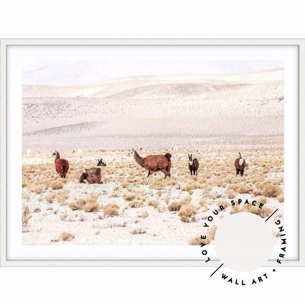 Llamas - Bolivia - Love Your Space