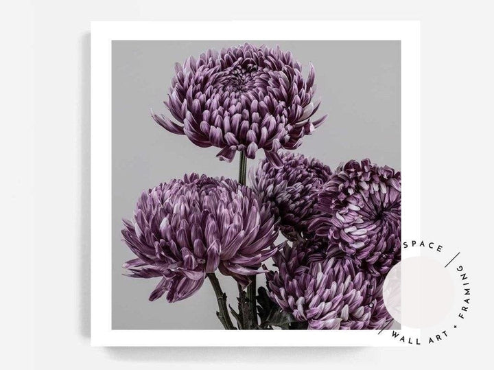 Mauve Chrysanthemum II - Love Your Space