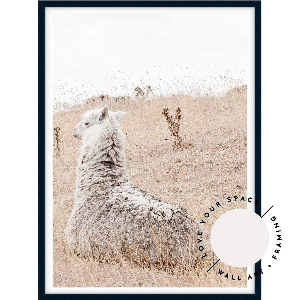 Outback Alpaca - Country Victoria - Love Your Space