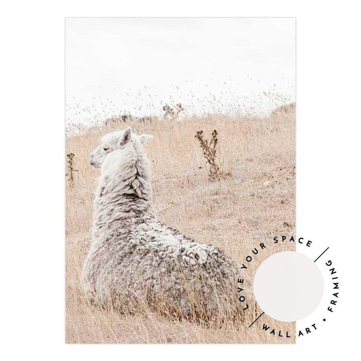 Outback Alpaca - Country Victoria - Love Your Space