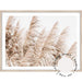 Pampas Grass no.4 - Love Your Space