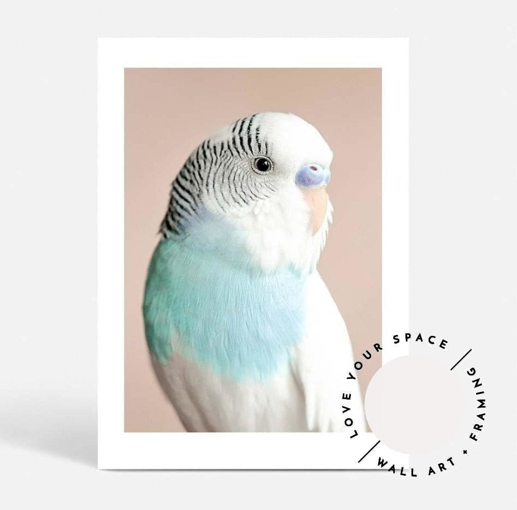 Parakeet - Love Your Space