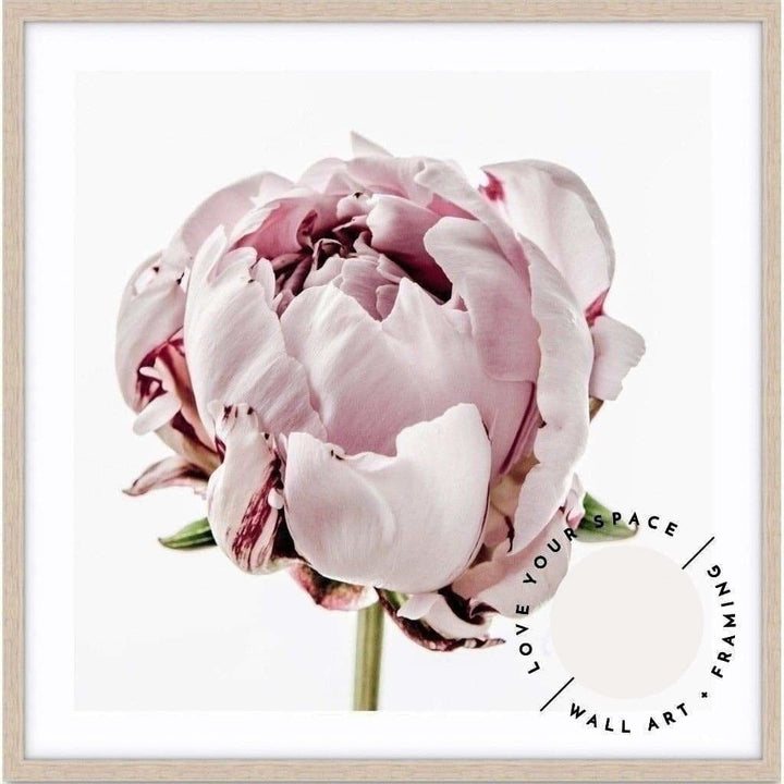 Peony I - SQUARE - Love Your Space