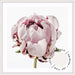 Peony I - SQUARE - Love Your Space
