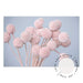 Pink Billy Buttons - LS - Love Your Space
