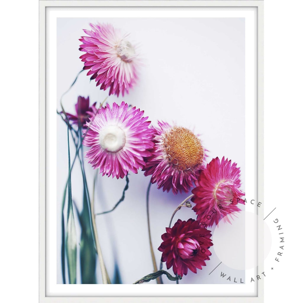 Pink Paper Daisies