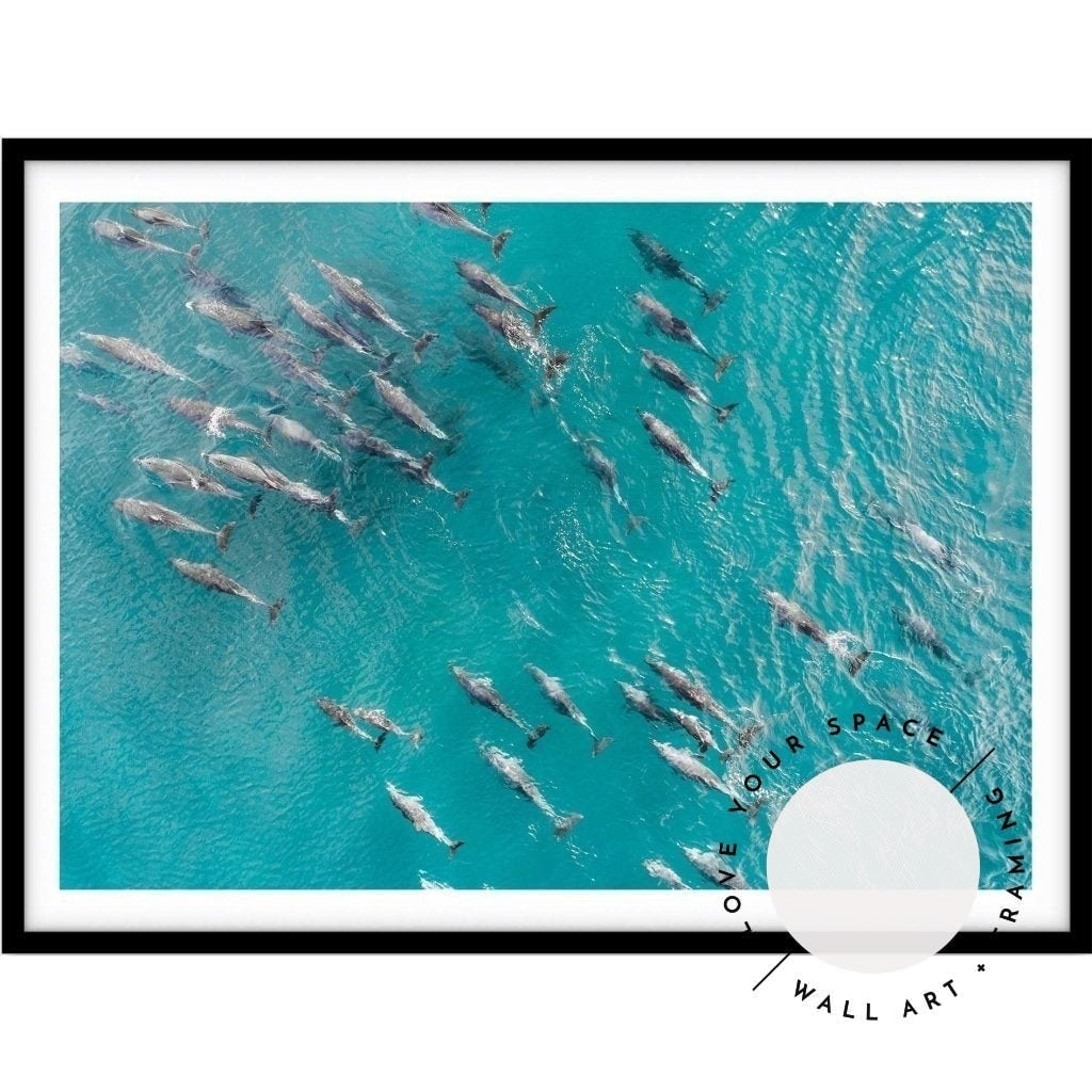 Pod of Dolphins - Love Your Space