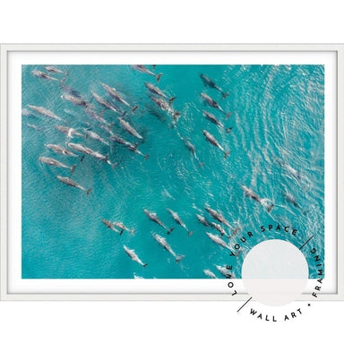 Pod of Dolphins - Love Your Space