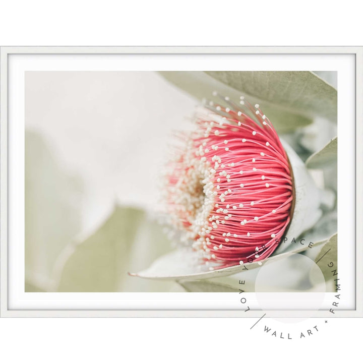 Red Eucalyptus Blossom I