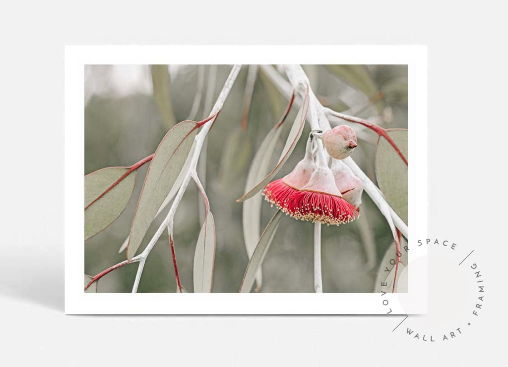 Red Eucalyptus Blossom III
