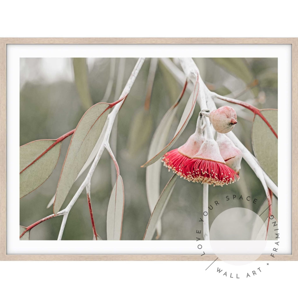Red Eucalyptus Blossom III