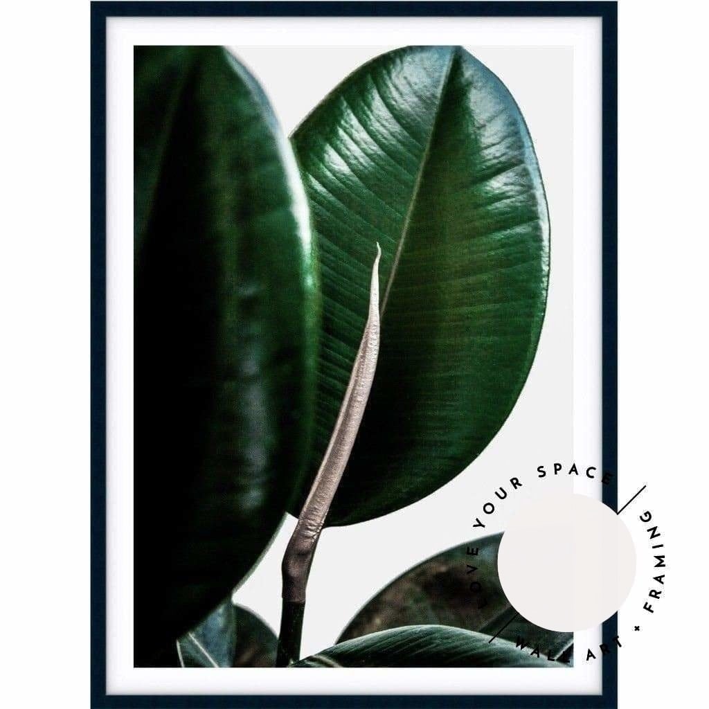 Rubber Ficus II - Love Your Space