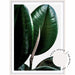 Rubber Ficus II - Love Your Space