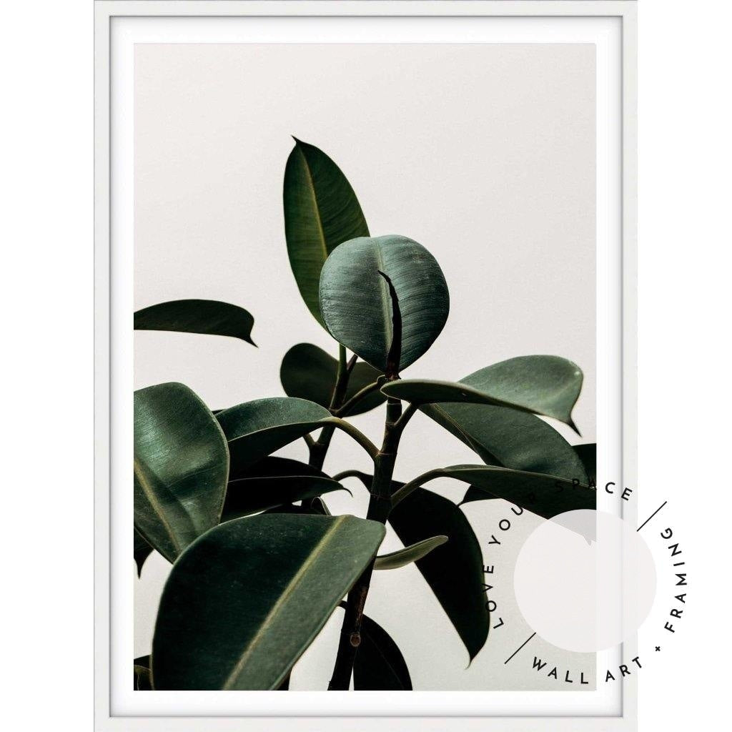 Rubber Plant - Love Your Space